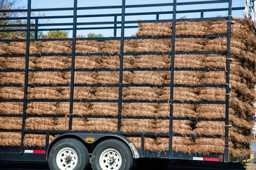 Crew spreading pine straw