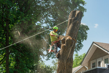 Crew removing fallen tree after storm
